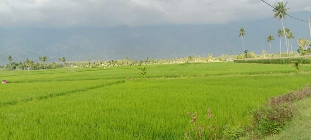 LAHAN PERTANIAN MASYARAKAT KUTE LENGAT SELIAN